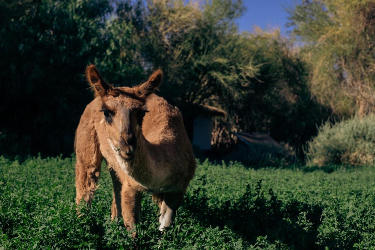 Atacama Horse Alojamento *